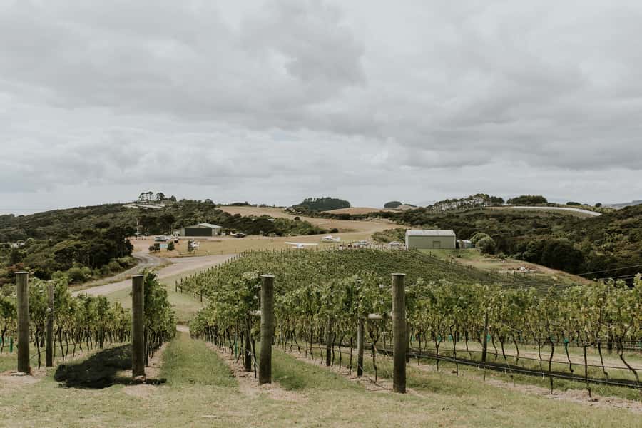 Auckland: Waiheke Island Wine and Food Tasting with Flights - Small Group Size: Why It Changes the Quality