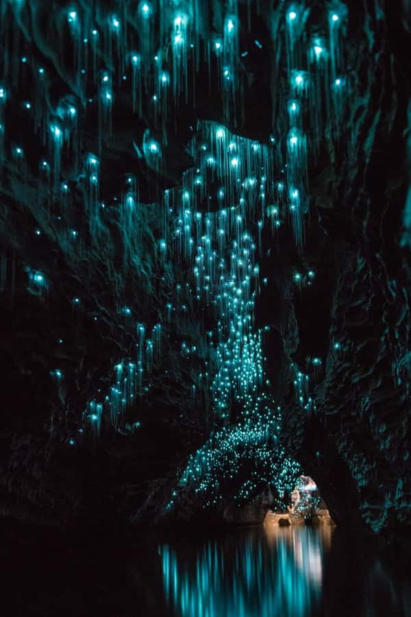 Auckland: Waitomo Caves & Rotorua - Te Puia Small-Group Tour - Key things that make this tour worth your time