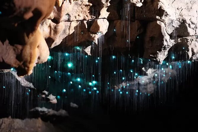 Auckland : Waitomo Spellbound Glow Worm Twin Caves Private Tour - Price and Value: What $465.43 Gets You