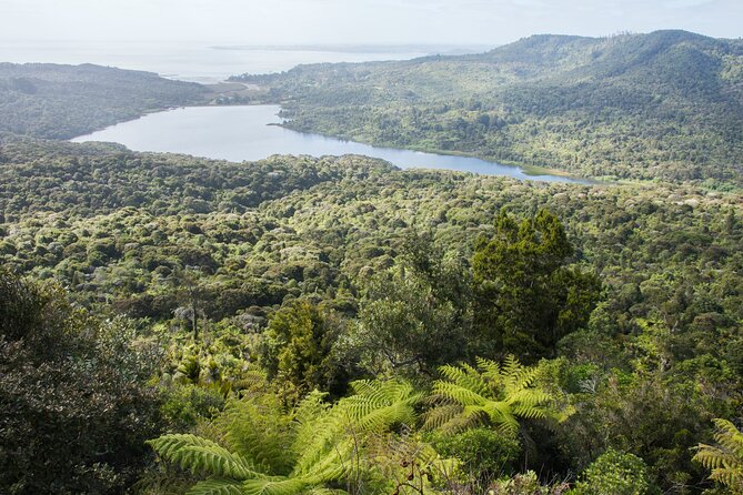Auckland West Coast Half-Day Private Tour - Arataki viewing decks: how to get the best photos without rushing
