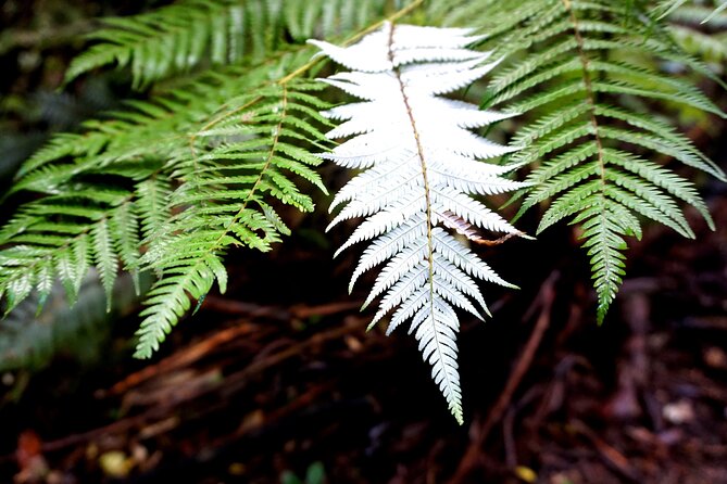 Auckland West Coast Half-Day Private Tour - How the guide turns the coast into a story