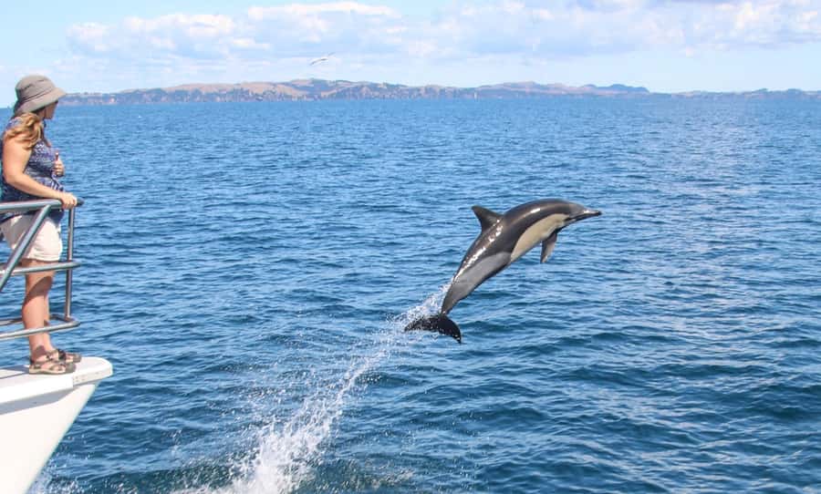 Auckland: Whale and Dolphin Watching Half-Day Eco Cruise - Key highlights