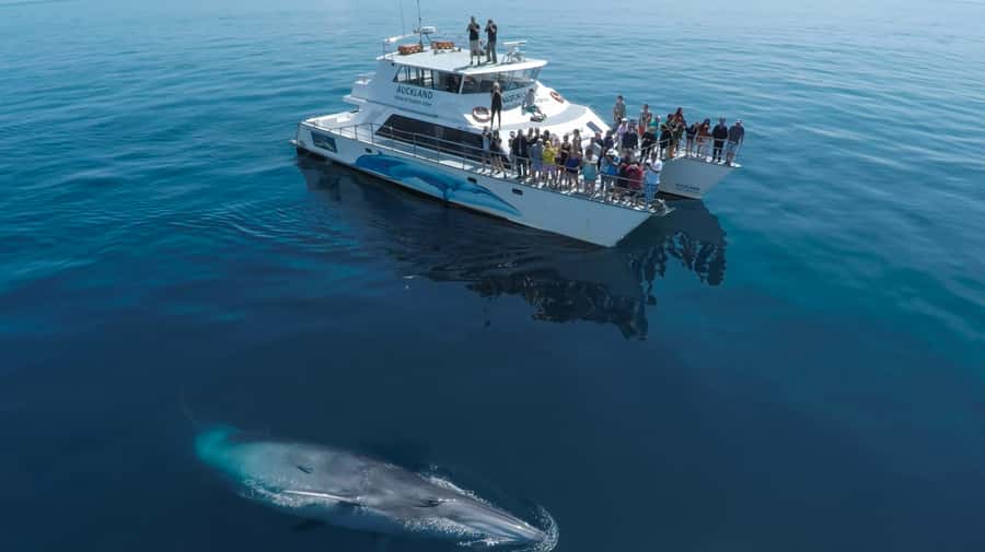 Auckland: Whale and Dolphin Watching Half-Day Eco Cruise - Hauraki Gulf Marine Park, But Make It Easy