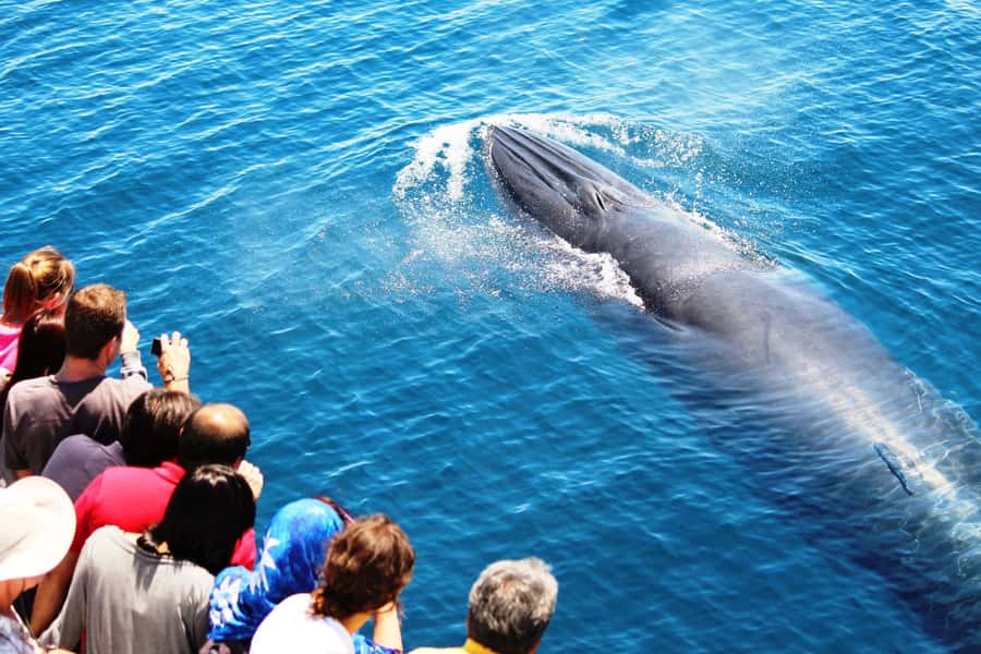 Auckland: Whale and Dolphin Watching Half-Day Eco Cruise - From Eastern Viaduct Marina to the City Sights You’ll Actually Remember