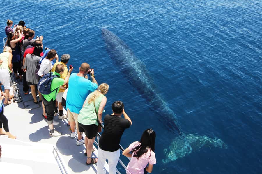 Auckland: Whale and Dolphin Watching Half-Day Eco Cruise - Your Wildlife Hunt in the Hauraki Gulf: What You Can See