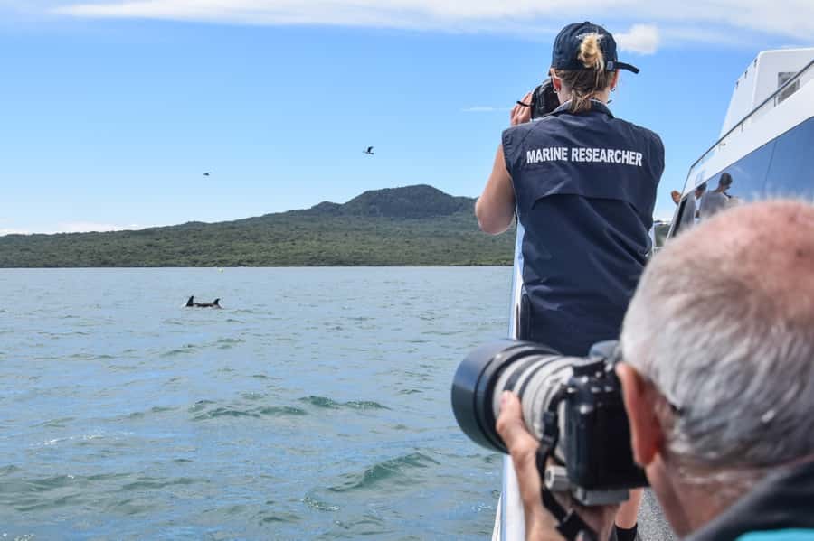 Auckland: Whale and Dolphin Watching Half-Day Eco Cruise - Ethical Whale and Dolphin Watching: Getting Close Without Harming