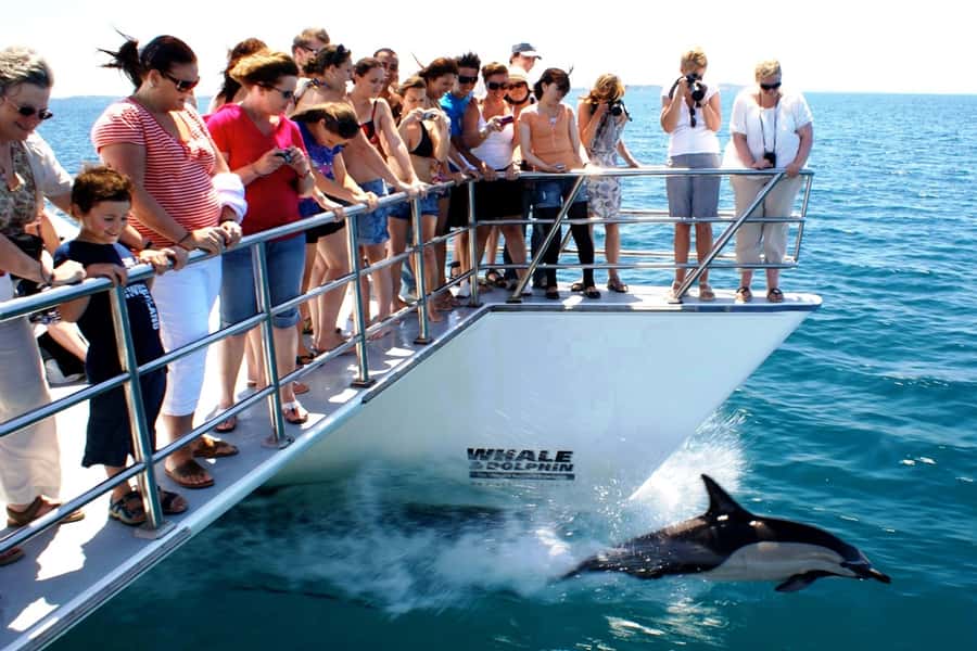 Auckland: Whale and Dolphin Watching Half-Day Eco Cruise - Weather, Sea Conditions, and What to Wear So You Enjoy It