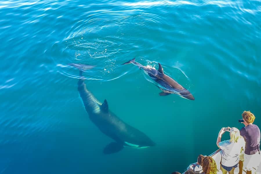 Auckland: Whale and Dolphin Watching Half-Day Eco Cruise - Price and Value: Is $130 a Fair Deal?