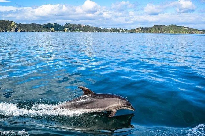 Bay of Islands 2-Day Small Group Tour & Cruise from Auckland - Waipoua Forest and Tane Mahuta: a short walk with big context