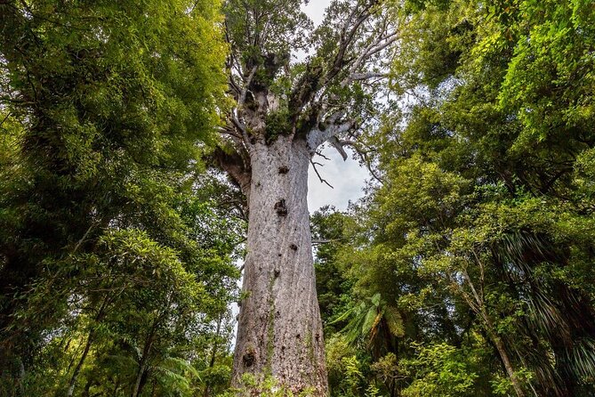 Bay of Islands 2-Day Small Group Tour & Cruise from Auckland - Waitangi Treaty Grounds: guided tour that turns facts into context