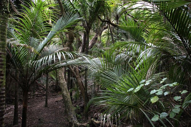 Beautiful Nature Tours Auckland - Private Tour - Morning Pickup, a Comfortable Vehicle, and the Right Start Time