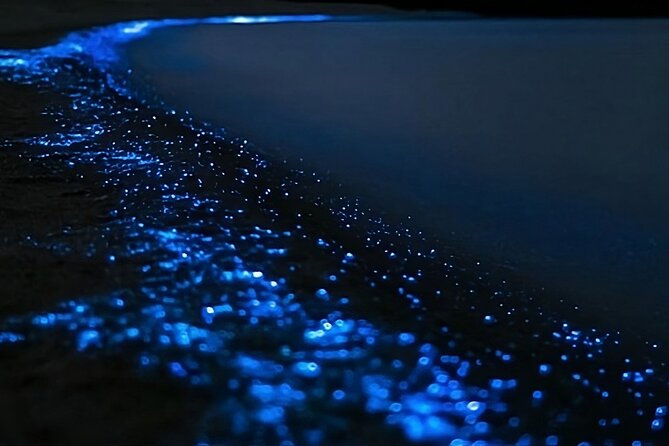 Bioluminescence Kayak Tour - Est. 1994 - The 2-Hour Flow: What Happens From Start to Finish