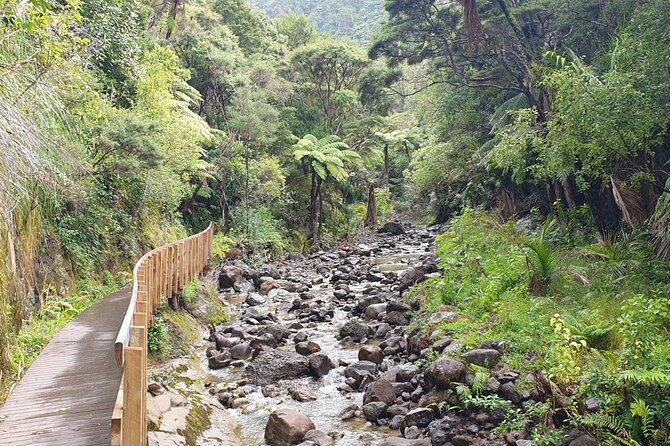 Coast and Rainforest Eco-Tour from Auckland with Picnic Lunch - Hotel pickup and timing: how the day starts and why it matters