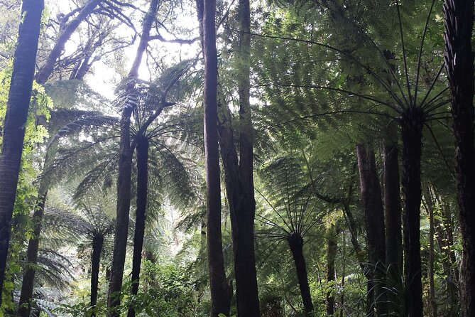 Coast and Rainforest Eco-Tour from Auckland with Picnic Lunch - Waitakere Ranges rainforest walk: kauri trees, birds, and steps