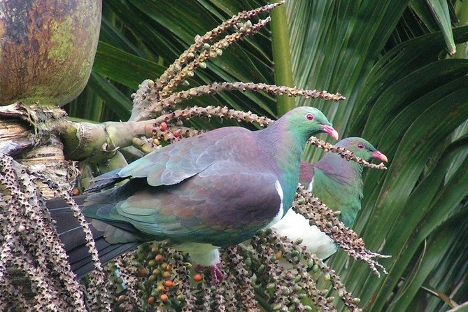 Coast and Rainforest Eco-Tour from Auckland with Picnic Lunch - Guides make it more than a sightseeing loop