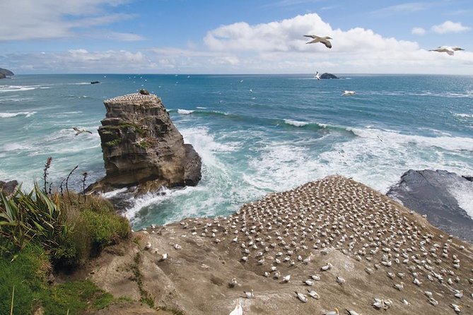 Coast to Coast Private Eco Tour - Key highlights from this Auckland coast-to-coast day