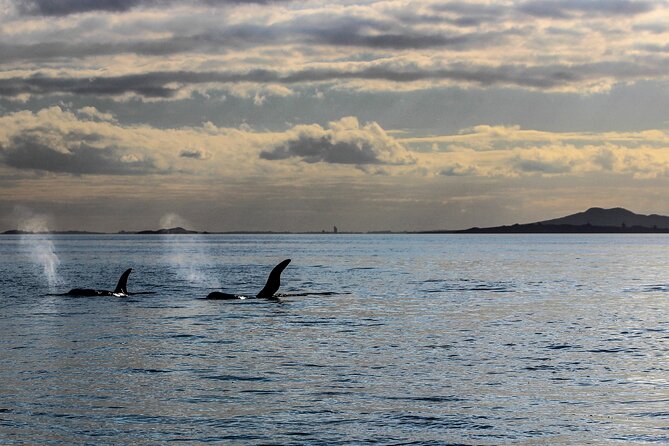 Discover Auckland City Tour: The City of Sails - MJ Savage Memorial Park: Māori heritage and photo time with free entry