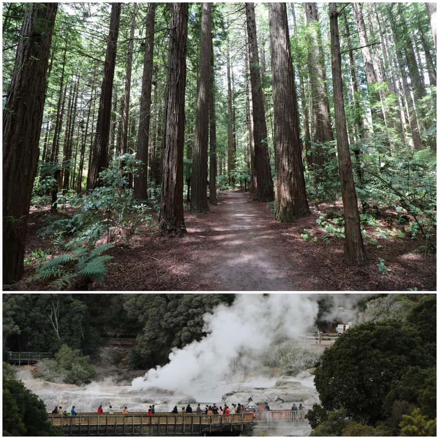From Auckland: Day Trip to Rotorua with Optional extras - Key highlights worth planning around