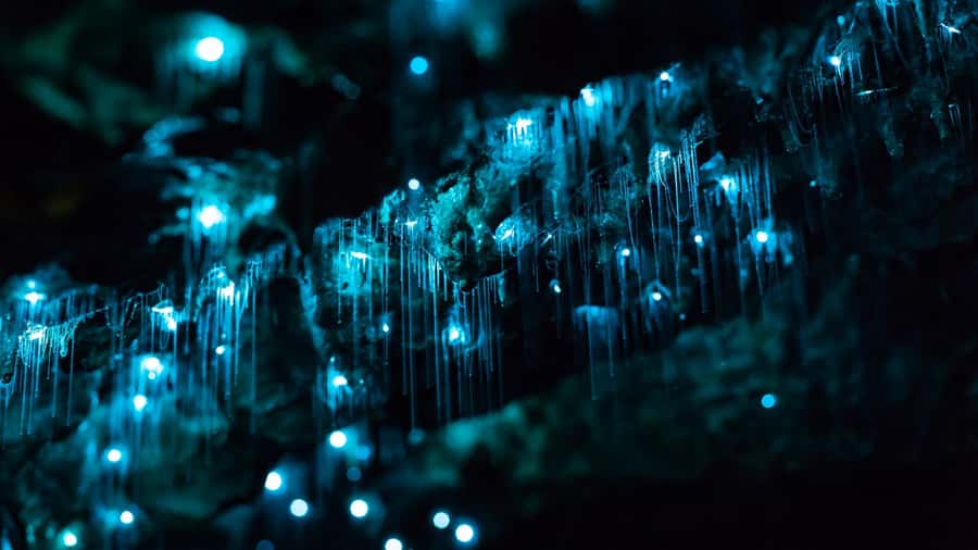 From Auckland: Day Trip to Waitomo Glow Worm Caves - The Waitomo Homestead and Gift Shop Stop (About 30 Minutes)