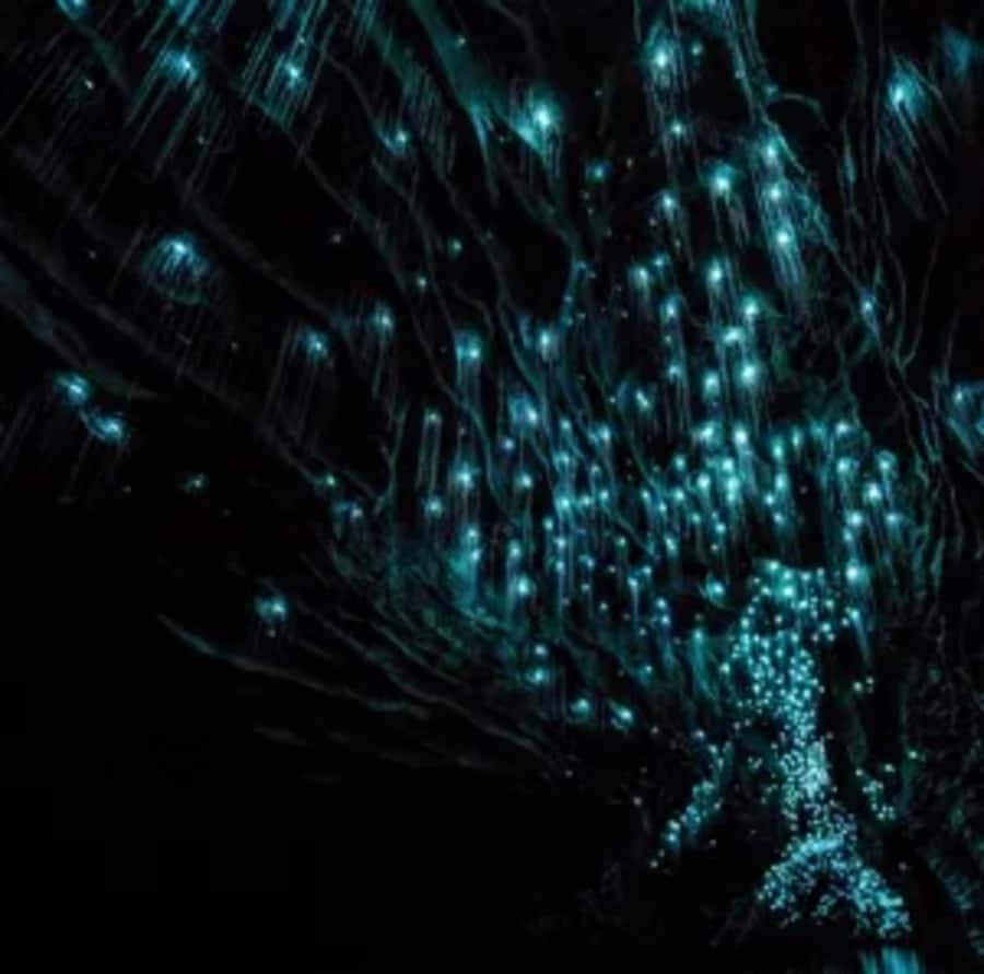 From Auckland: Day Trip to Waitomo Glow Worm Caves - The Flat-Bottom Boat Ride Under the Glowworms