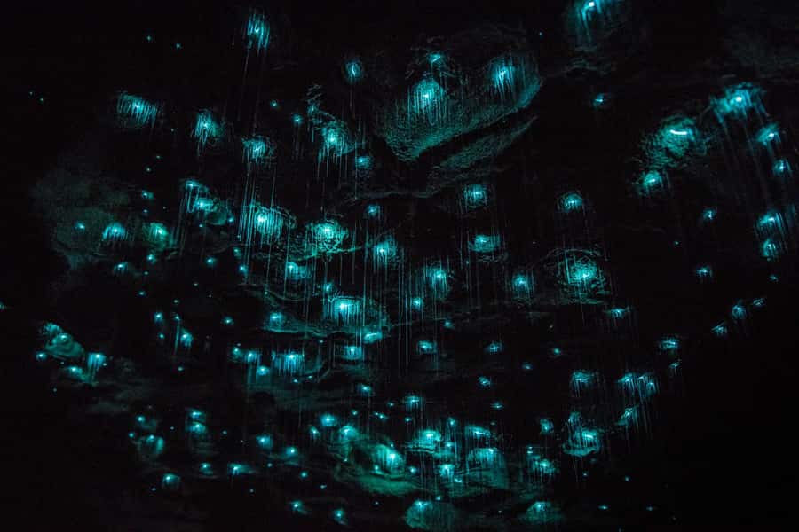 From Auckland: Day Trip to Waitomo Glow Worm Caves - Timing, Comfort, and the Kind of People Who Enjoy This Tour