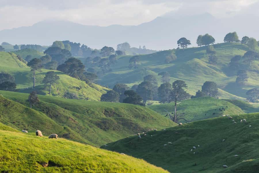 From Auckland: Hobbiton Movie Set Day Tour with Picnic Lunch - The Picnic and Lunch Break: How the Timing Affects the Feel