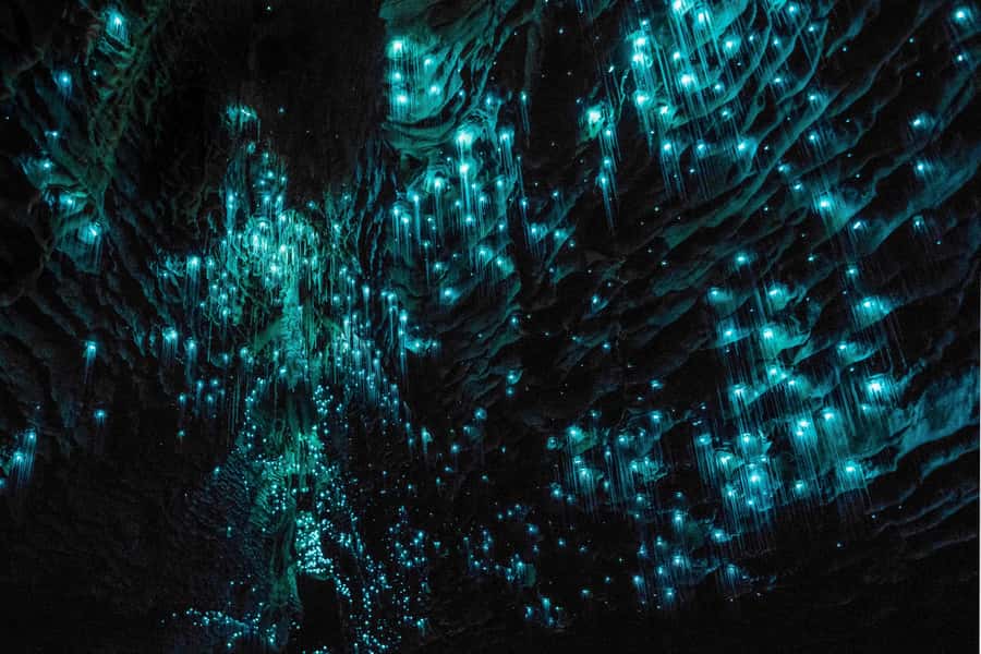 From Auckland: Hobbiton & Waitomo Caves Day Trip with Lunch - Who should book this tour, and who should skip it
