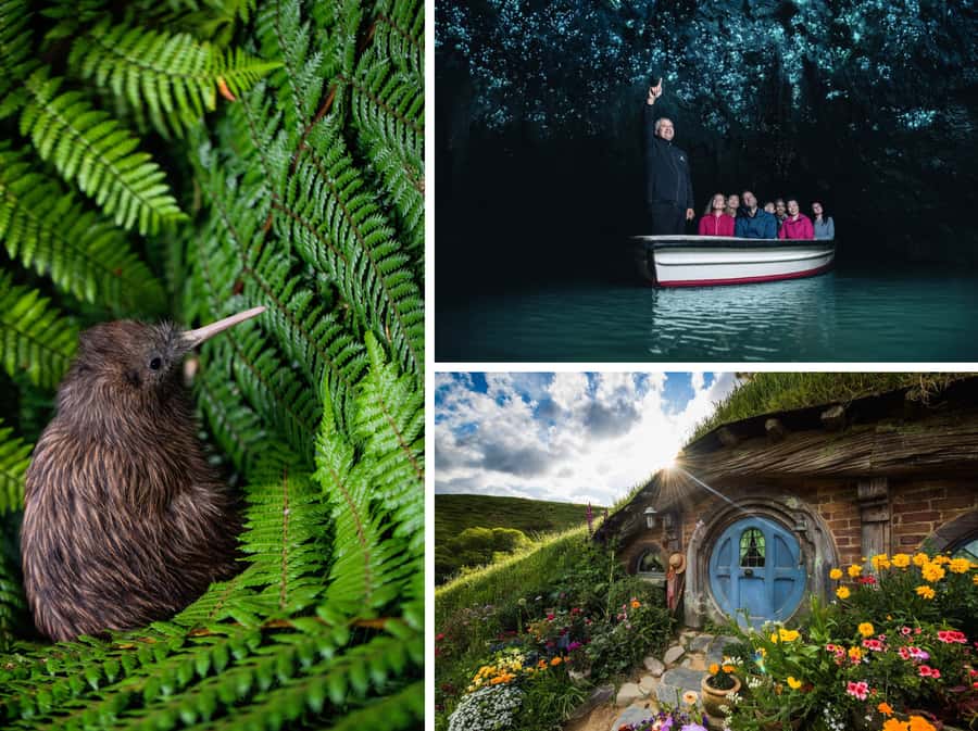 From Auckland: Hobbiton, Waitomo Caves & Kiwi House Tour - A 12-hour Auckland day: Hobbiton, Waitomo and Kiwi House in one sweep