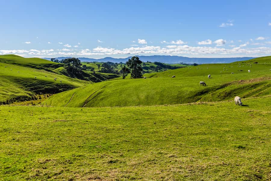 From Auckland or Rotorua: Hobbiton & Waitomo Tour with Lunch - What the long driving day feels like (and how to enjoy it)