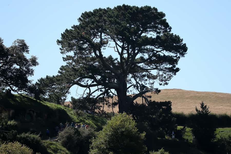 From Auckland or Rotorua: Hobbiton & Waitomo Tour with Lunch - Who this tour is best for (and who should reconsider)