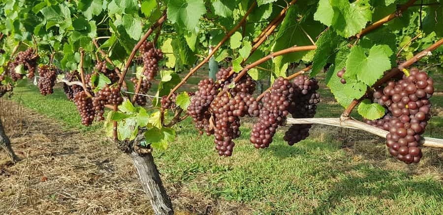 From Auckland: Small Group Kumeu Wine Tour with Lunch - Soljans Vineyard: First Tastings and Lunch with a New Zealand Twist