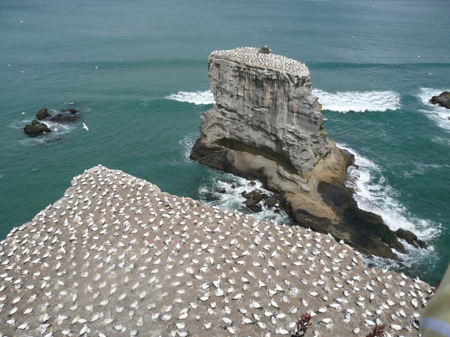From Auckland: Small Group Kumeu Wine Tour with Lunch - Muriwai and the Gannets: Big Views, Gentle Watching