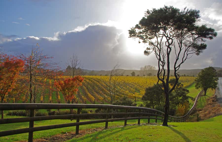From Auckland: Small Group Kumeu Wine Tour with Lunch - Pickup, Timing, and Why the Group Size Matters