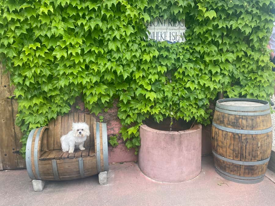 From Auckland: Waiheke Island Wineries' Tour - Book it or skip it: my decision guide