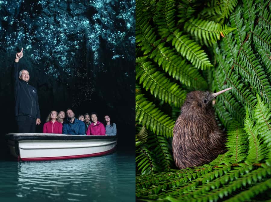 From Auckland: Waitomo Caves and Kiwi House Group Tour - Auckland-to-Waitomo: the drive, the timing, and what to pack