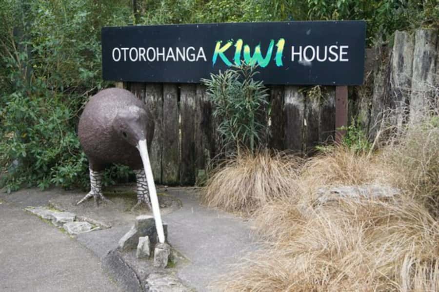 From Auckland: Waitomo Caves and Kiwi House Group Tour - Small-group flow and ride quality: what you can count on