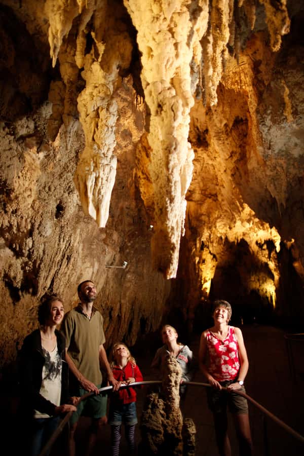 From Auckland: Waitomo Caves and Kiwi House Group Tour - Who this tour fits best (and who should think twice)