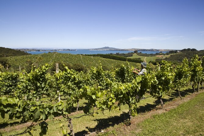 Full Day Private Waiheke Island Wine Tour Including Lunch - What makes this tour feel worth it