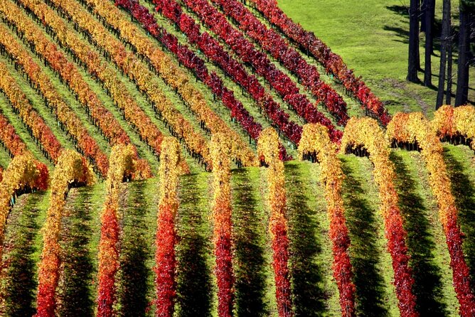 Full Day Private Waiheke Island Wine Tour Including Lunch - A Rick Steves-style view: what this day really gives you