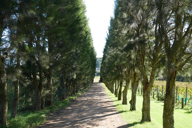 Full Day Private Waiheke Island Wine Tour Including Lunch - The guide factor: Geoff’s local perspective is the real engine