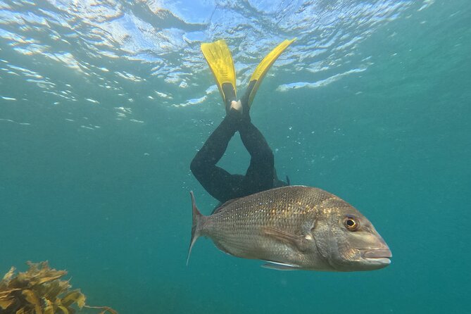 Goat Island Experience Advanced Snorkel Tour - Key highlights you’ll care about