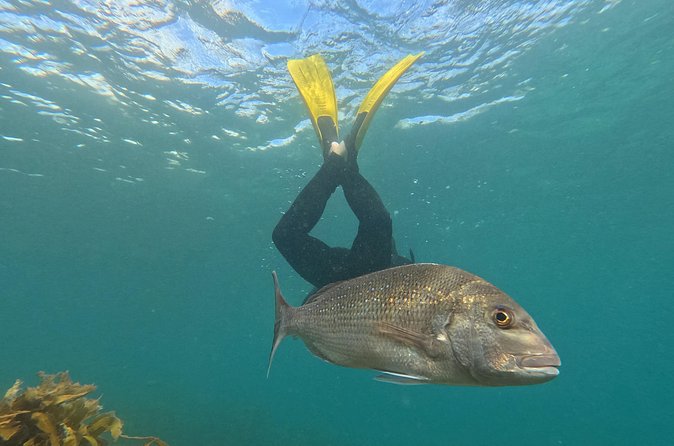 Goat Island Experience Advanced Snorkel Tour - What You Can Expect to See: Snapper, Maomao, Octopus, Rays, and Friends