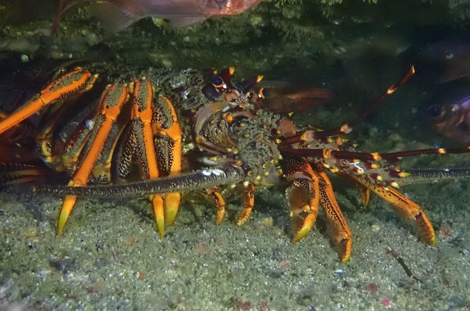Goat Island Experience Advanced Snorkel Tour - Price and Value: What $58.95 Buys You (and What It Doesn’t)