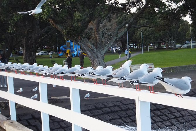 Guided North Head Fort Segway Tour in Devonport Auckland - Should you book the North Head Fort Segway tour?