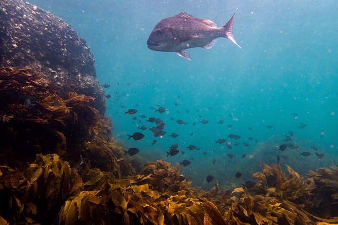 Guided Snorkel Experience, Advanced - Price and value: $48.18 for advanced coaching in a small group
