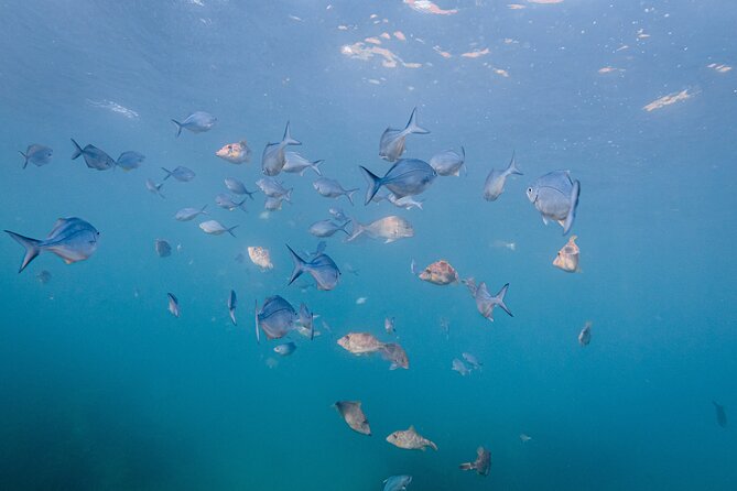 Guided Snorkel Experience, Advanced - Should you book this Advanced Guided Snorkel Experience?