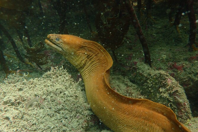 Guided Snorkel Experience, Advanced - FAQ
