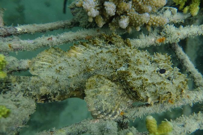 Guided Snorkeling and Island Exploration in Auckland - Price and value: is $93.09 per person worth it?