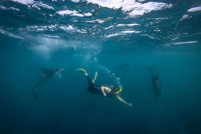 Guided Snorkeling and Island Exploration in Auckland - Weather matters: what to expect and how plans can change