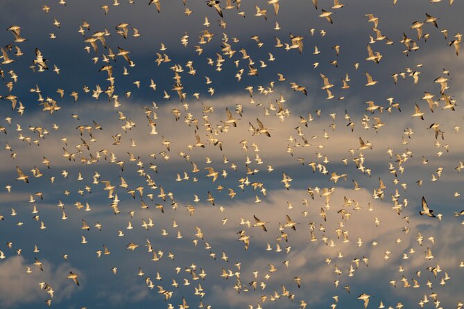 Guided Tour at Pukorokoro Shorebird Centre - Key highlights you’ll care about